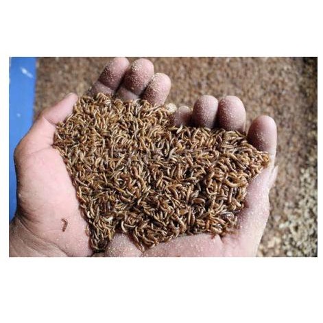 Ulat Kandang Hidup Untuk Pakan Burung