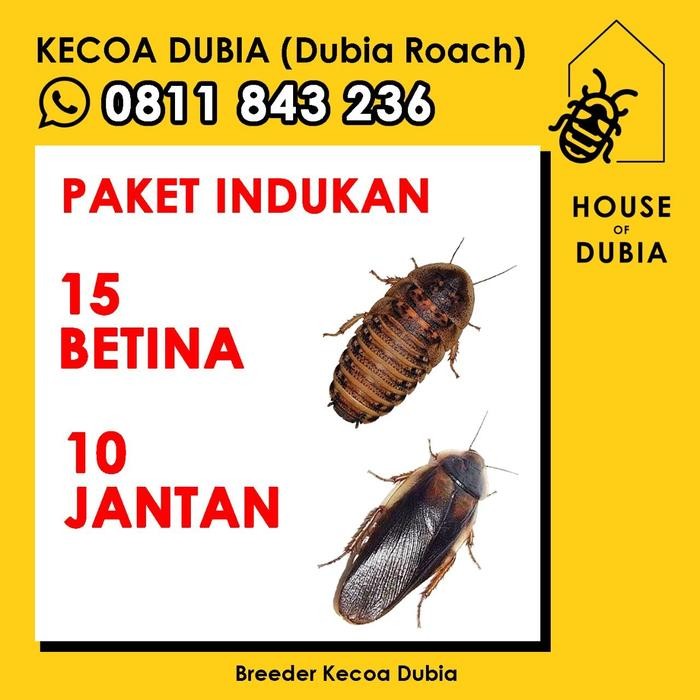 Pilihan- Paket Indukan Kecoa Dubia 15 Betina + 10 Jantan Pakan Reptile