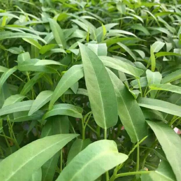 Terlaris - 500 Bibit Benih Kangkung Air