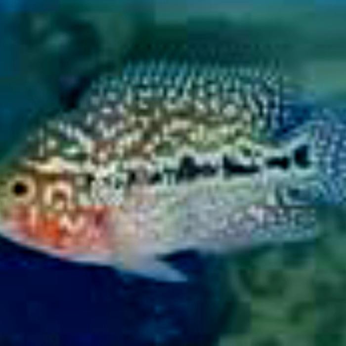 t00e- Burayak Louhan Kamfa F3 Mongkol Gen Thailand