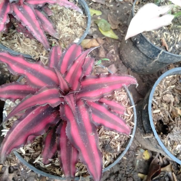 [ tanaman kerang merah cryptanthus merah ]