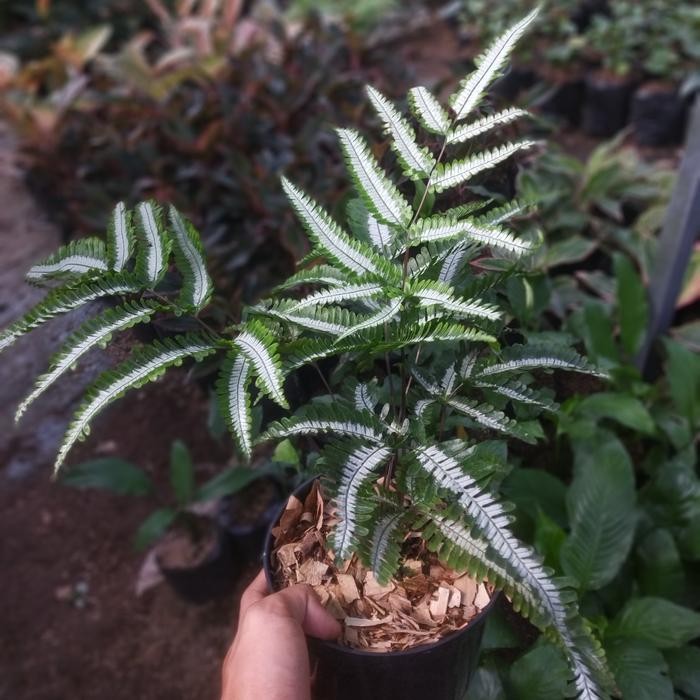 [ tanaman hias pakis pteris ]