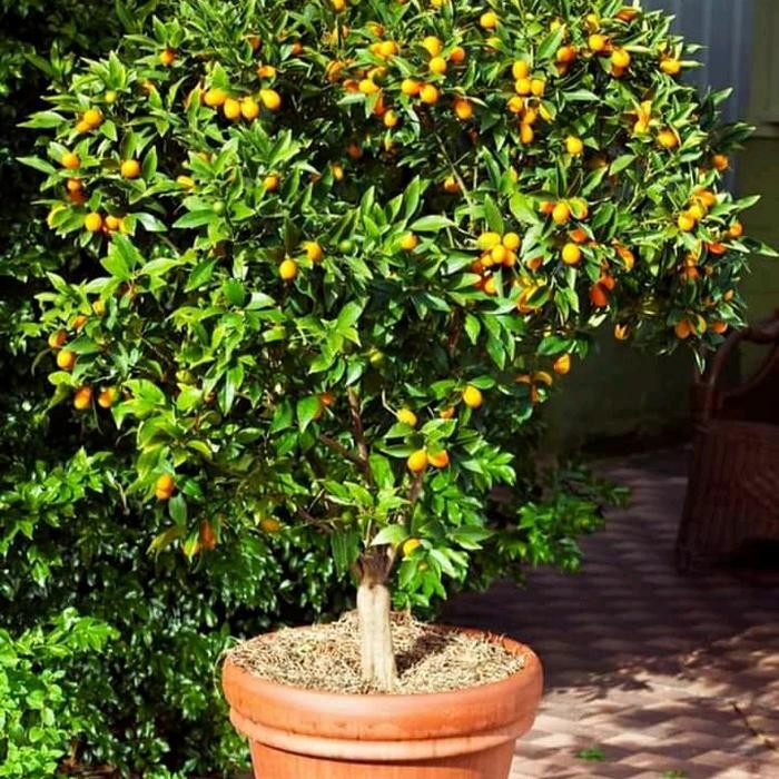 [ Bibit jeruk nagami berbuah lebat rimbun asli ]