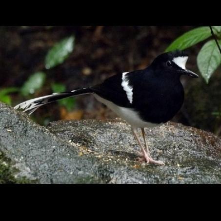 TERBARUUU burung kacer air pilihan