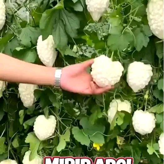 Rupa_Bagus Kemasan Pabrik Import[Kebun Kota]-Bibit Benih Tumbuhan "Paria / Pare Apel Putih"