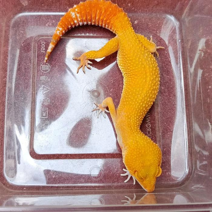 Jayus - Leopard Gecko Morph Sunglow Betina Kode 25 Cakep