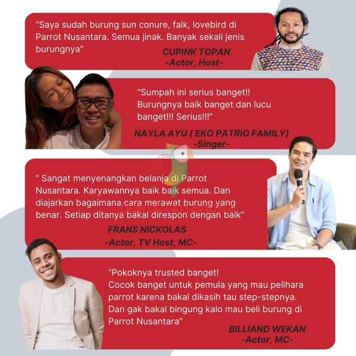 Jayus - Paket Hemat Baby Lolohan Parkit Australia Falk Cockatiel Anakan