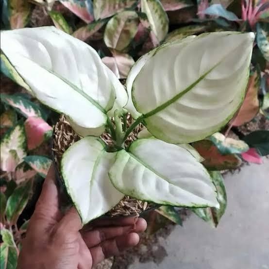 

Tanaman Hias Aglonema Jenis Super White