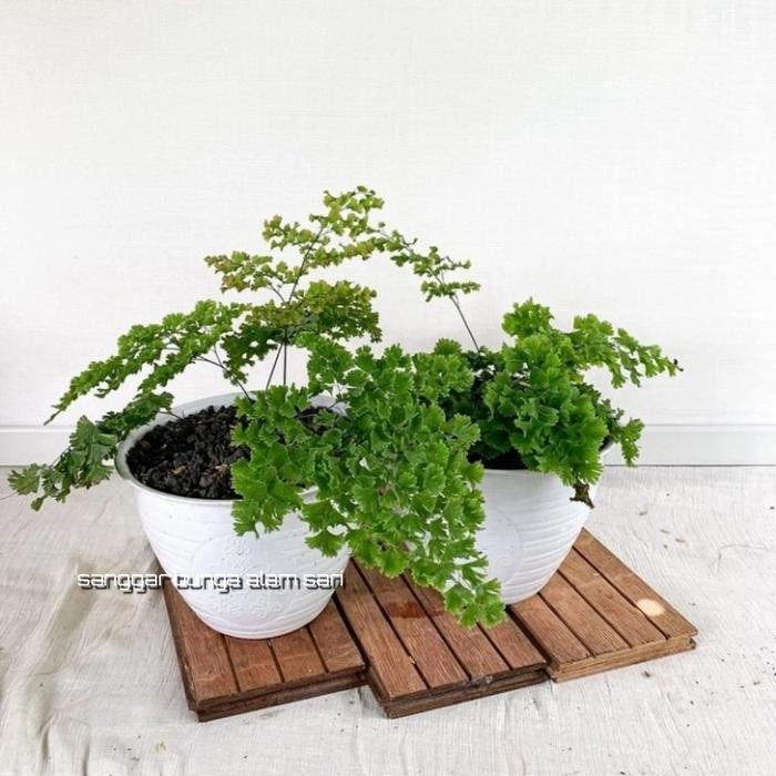 

TANAMAN HIAS BUNGA SUPLIR BOSTOM + POT TAWON PUTI