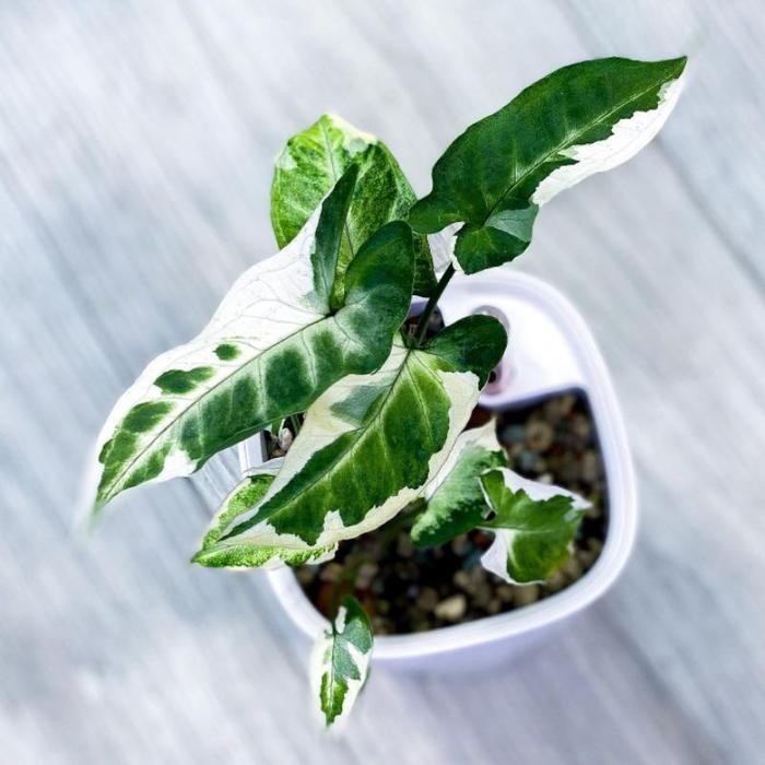 SM- Tanaman Hias Syngonium T25 / sengonium t 25 / singonium t25