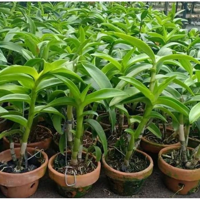 Jlterang Pohon Anggrek Cattleya Bunga Merah Dewasa Siap Spike