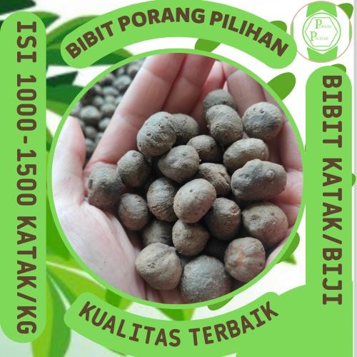 Pilihan- Bibit Porang Katak Mini 1 Kg Isi 1000 Biji Harga Terjangkau