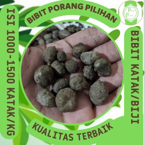 RJ Bibit Porang Katak 500 gram isi 1000 lebih