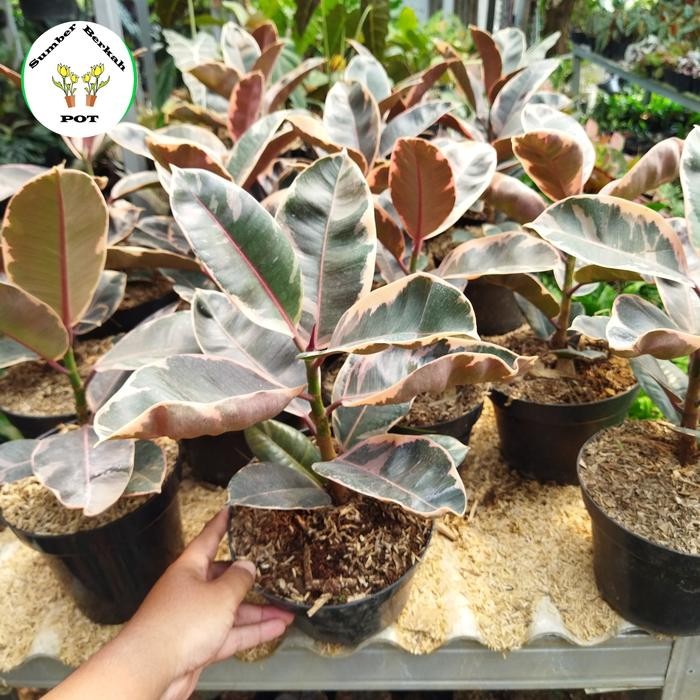 tanaman hias karet kebo ruby - ficus elastica ruby