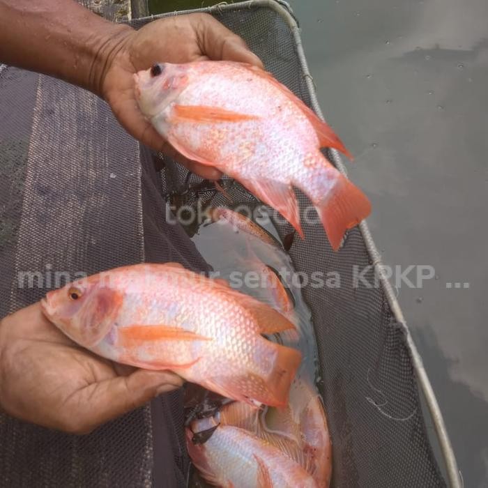 t00e- Paket Indukan Nila Merah Bangkok Isi 4 Ekor