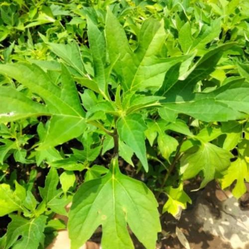 Bibit Daun Insulin Herbal Bibit Pohon Insulin Asli