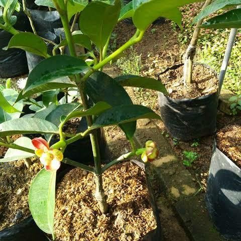 Bibit Manggis Sudah Berbuah Stek Okulasi Bibit Buah Manggis Unggul