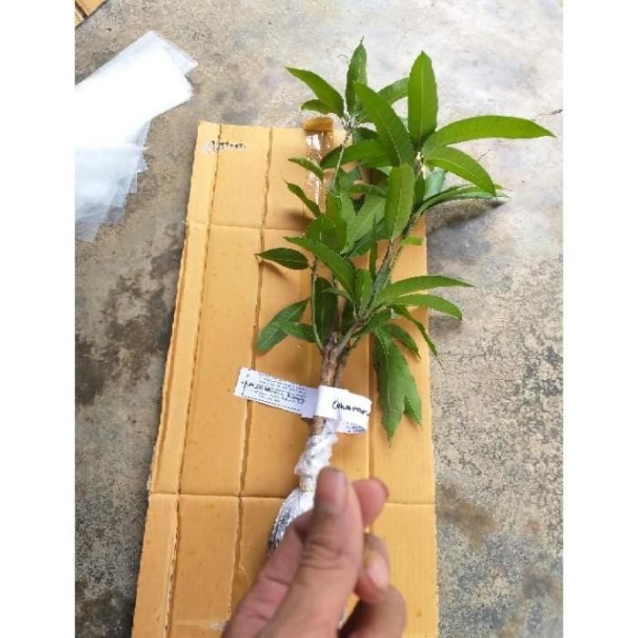 THE BEST Ready Bibit Mangga Kombinasi (1 pohon bisa berbuah 2 jenis