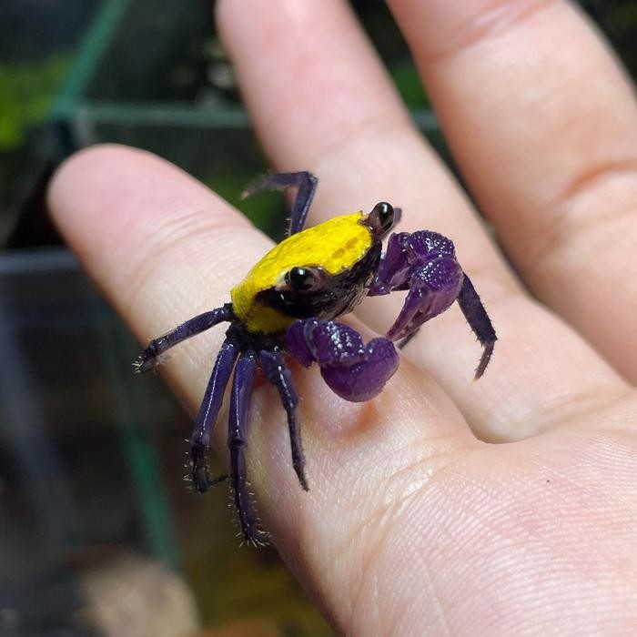 v0w1- Kepiting Yellow Carnaval / Yellow Carnival / Vampire Crab Geosesarma Sp