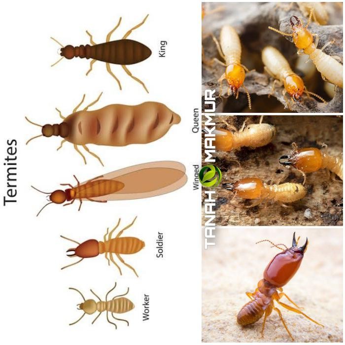 NewsBanget- Obat Anti Rayap Biflex 100 Ml Kayu Tanah Terbaik Teter Biflek 100Ml