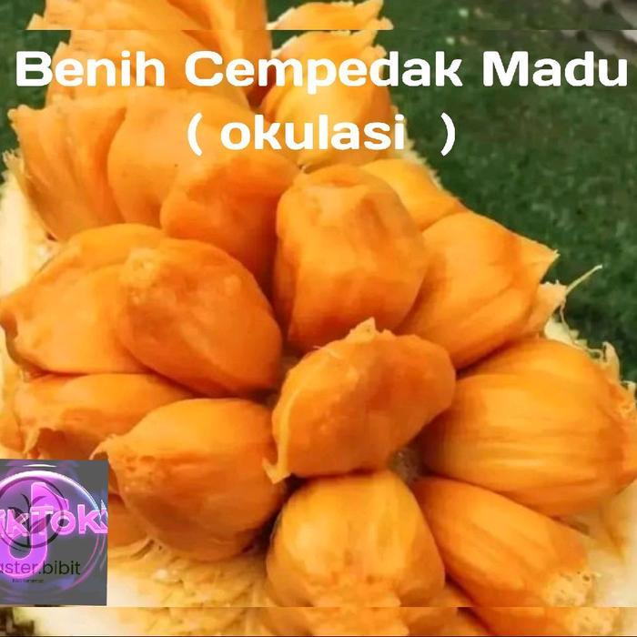 BENIH TANAMAN CEMPEDAK MADU OKULASI SUPER PREMIUM DENGAN KUALITAS TERBAIK ( bbt cempedak madu )