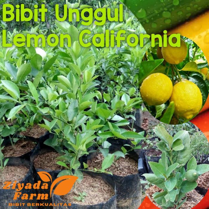 Bibit Lemon California