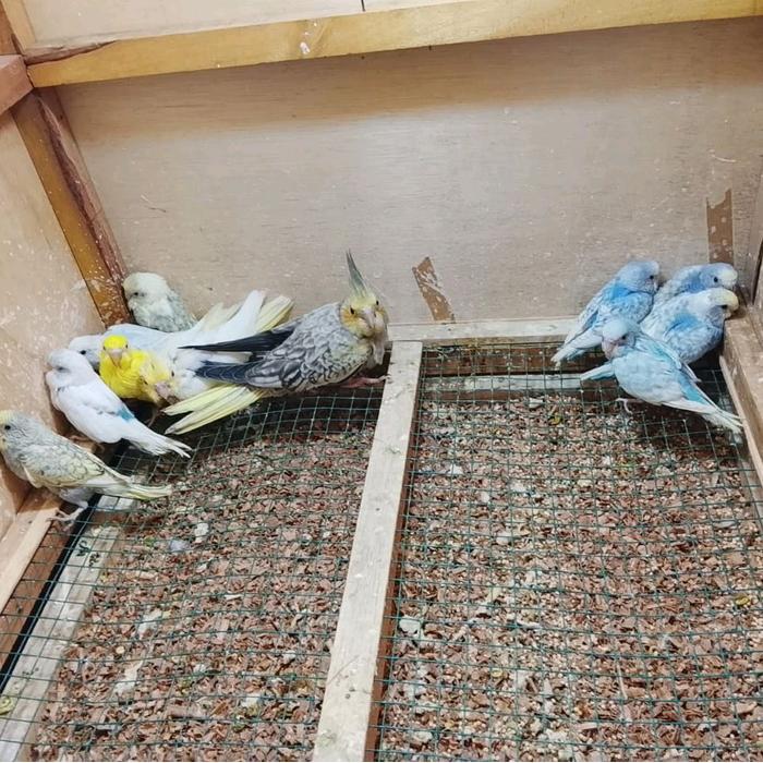 Burung Parkit Jinak Lokal Mutasi