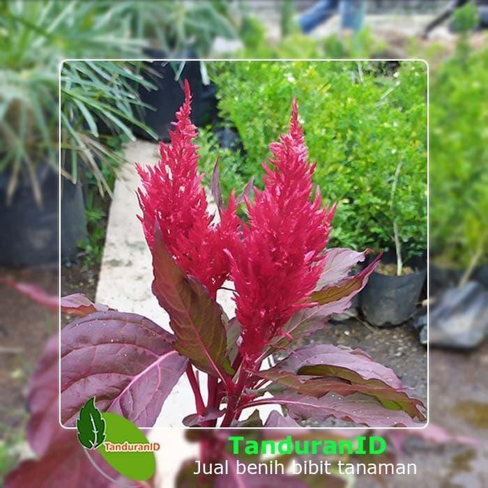 Tanaman Red Celosia