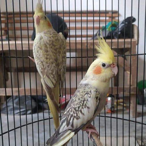 burung falk australi mutiara pilihan