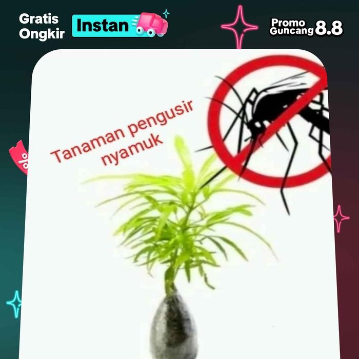 

Tanaman zodiak/tanaman anti nyamuk