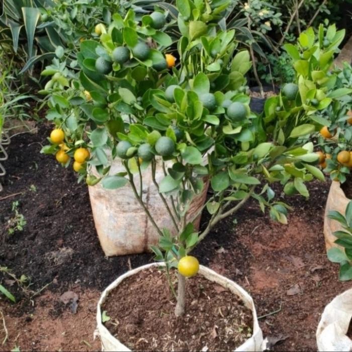 

tanaman buah jeruk songkit (besar)