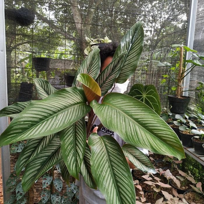 SM- tanaman hias calathea ornata pinstrip size besar