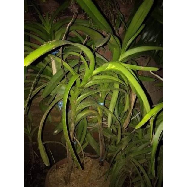 Jlterang Anggrek Vanda Tricolour Tricolor Dewasa Jumbo