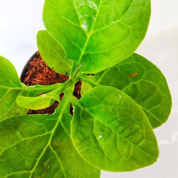 HEMAT Angkung Tanaman Angkung Bibit Angkung Daun Angkung Obat Stroke