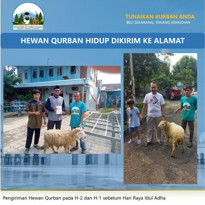 

Pilihan- Hewan Qurban Murah Domba / Kambing Kurban Berat 40-50 Kg