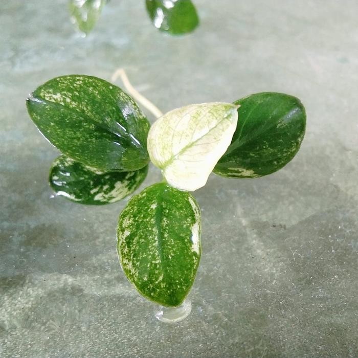 Anubias Nana Pinto