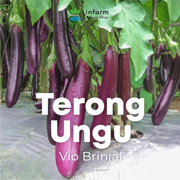 INFARM - Benih Unggul Terong Ungu Vio Brinjal Benih Terong Biji Terong Bibit Terong Ungu Panjang