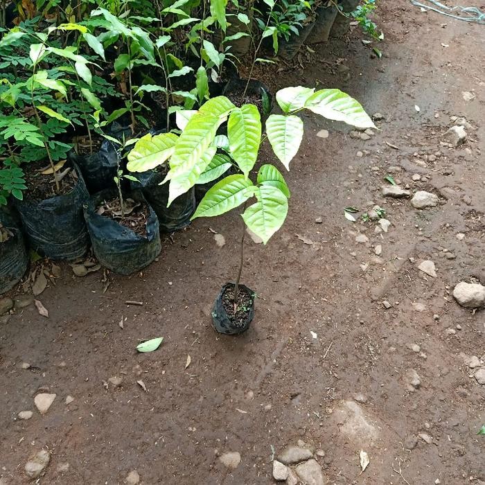 Bibit Pohon Kecapi / Tanaman Buah Kecapi