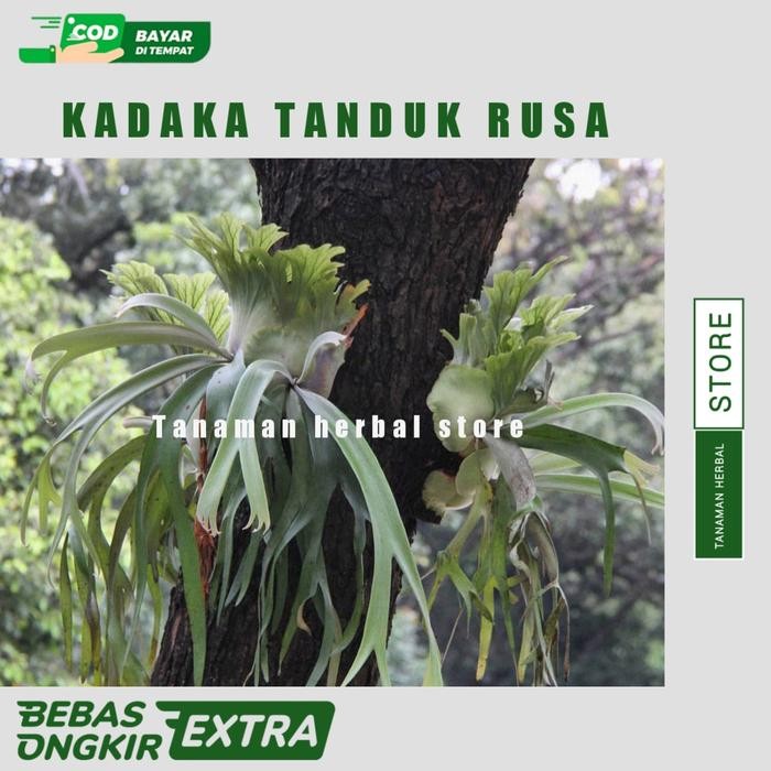 Kadaka tanduk rusa tanaman hias kadaka tanduk rusa