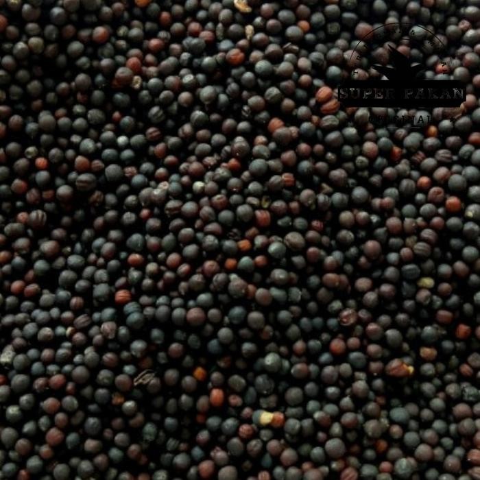 Chocolatoslatoe Pakan Burung Biji Sawi 1 Kg Biji Grade A Premium Biji Sawi Untuk Finch Paud Lovebird