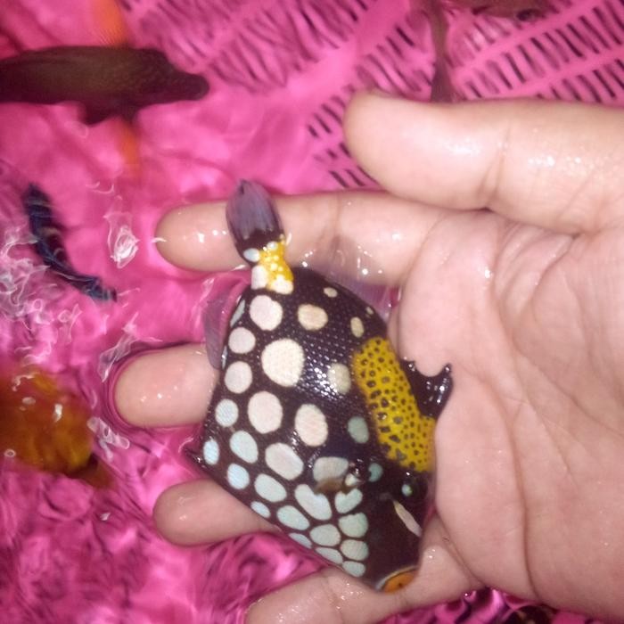 IKAN HIAS LAUT TRIGER KEMBANG M