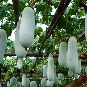 Flash Sale - 50 Bibit Benih Buah Kundur