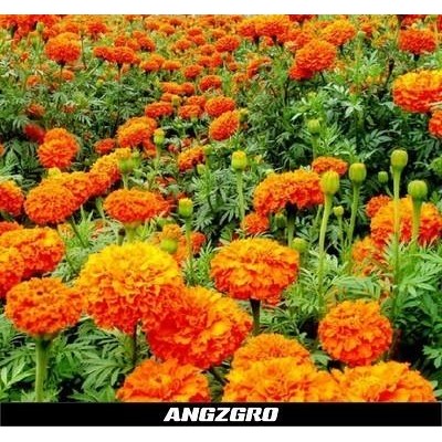 Stok Baru Benih Bunga Gumitir Gemitir Marigold Maharani 10 Seeds
