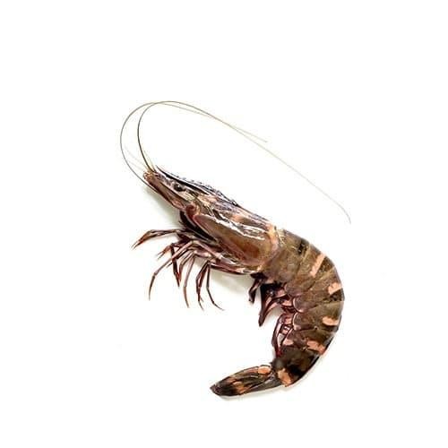 Eat77- Udang Windu Size Besar 500Gr Udang Tiger Udang Pancet 500Gr