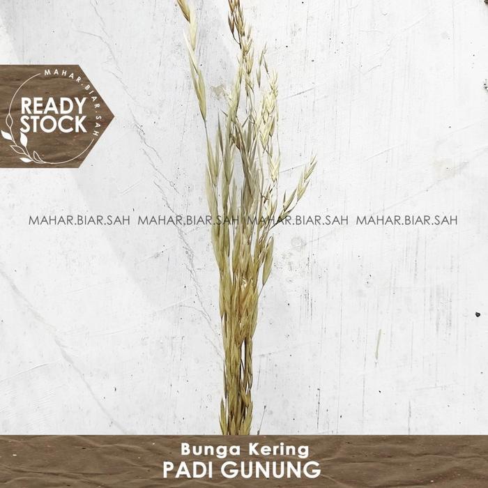 5 Gr Bunga Kering Padi Gunung / Lothea Grain / Padi Gunung Natural / Padi Kering Bunga Kering /