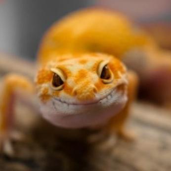 Ready Terlaris Promo Leopard Gecko - Eublepharis Macularius Geko Tokek Lucu Imut Jinak Promo Murah