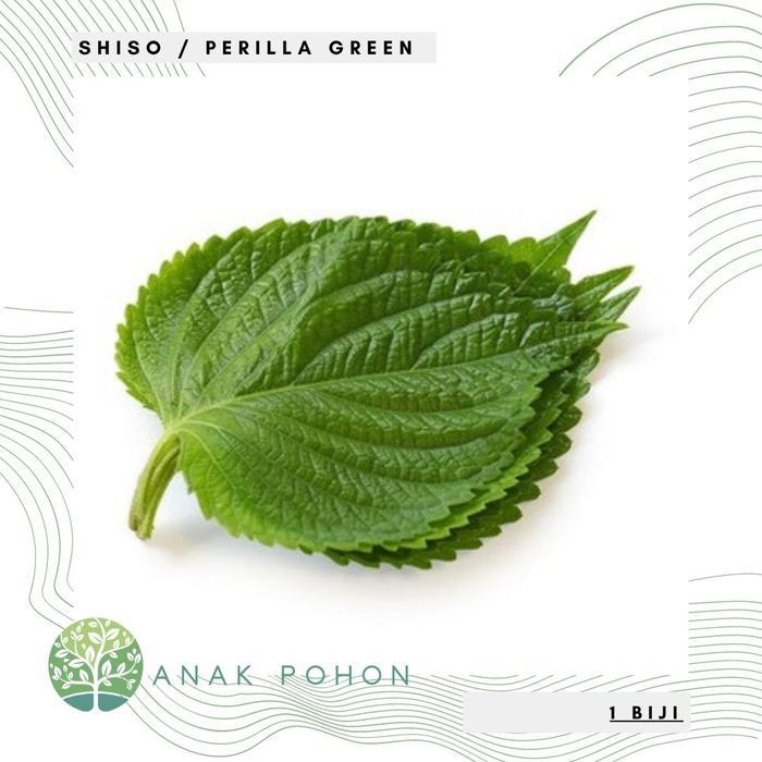Benih Bibit Biji - Shiso Perilla Green Korean Beef Steak Leaf Perilla Mint Seeds - IMPORT Benih Biji