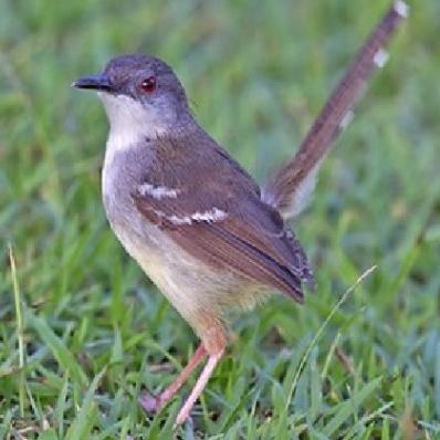 TERBARUUU burung ciblek kristal bunyi pilihan