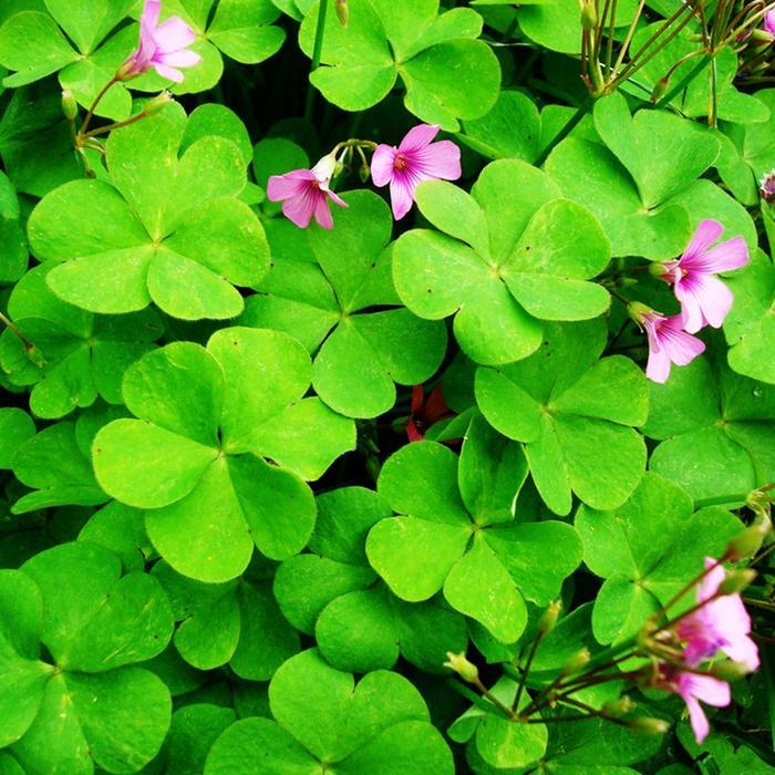 Benih Semanggi Keberuntungan Langka (50 Biji) Pot Tanaman Hidup Semanggi Empat Daun Benih Bonsai