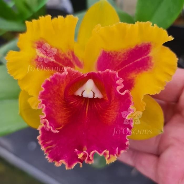 Anggrek Cattleya Siam Fancy Wing Of Fire knop
